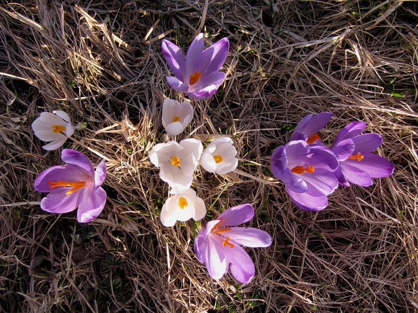 Klikni za ogled večje slike