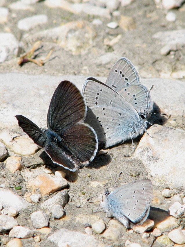 Klikni za ogled večje slike