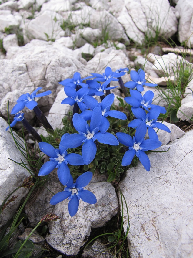 Klikni za ogled večje slike