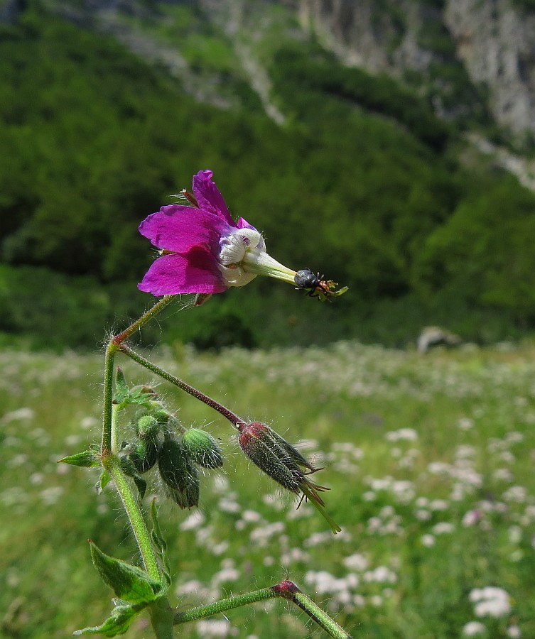 Klikni za ogled večje slike