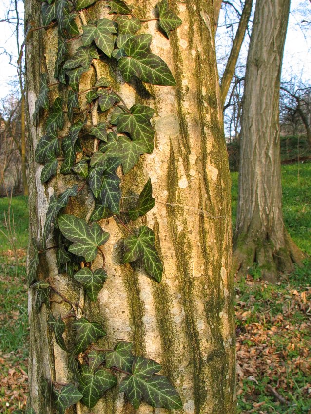 Klikni za ogled večje slike