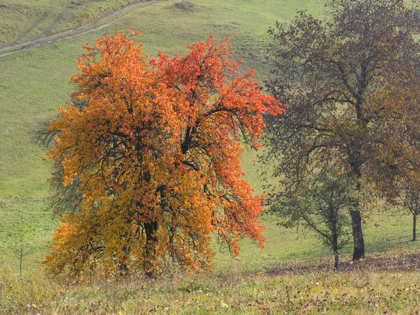 Klikni za ogled večje slike