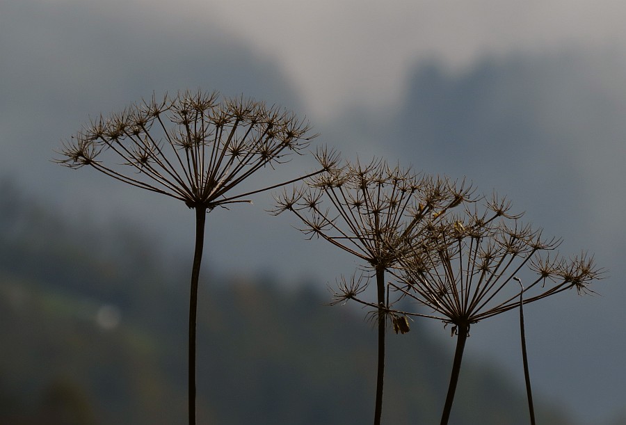 Klikni za ogled večje slike