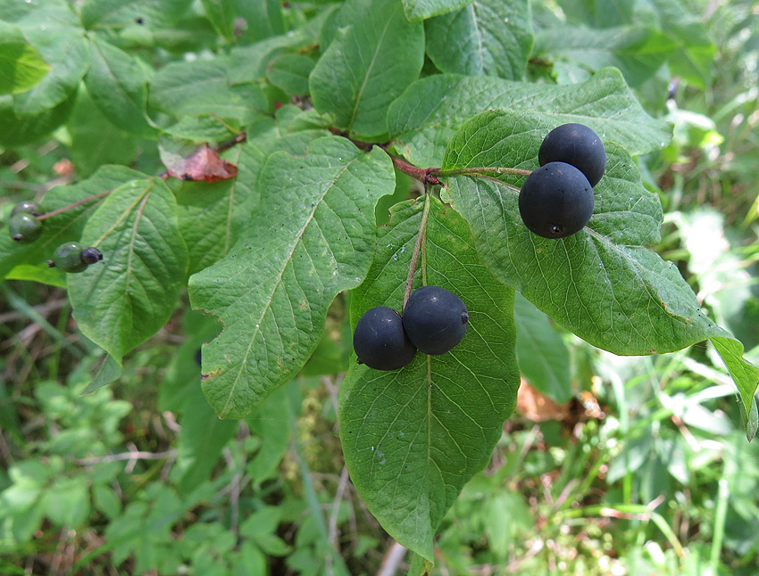 Klikni za ogled večje slike