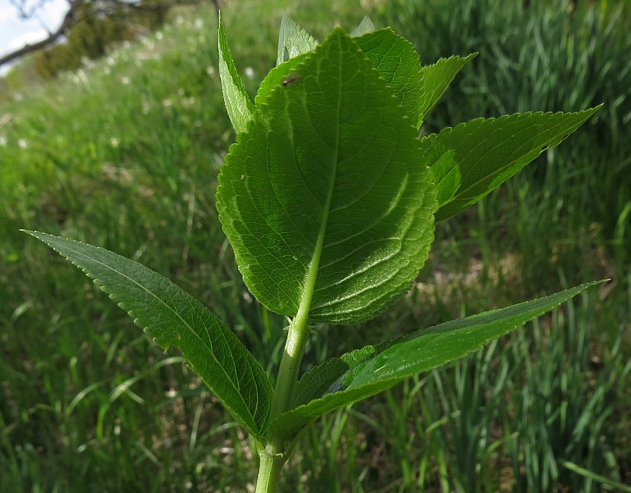 Klikni za ogled večje slike