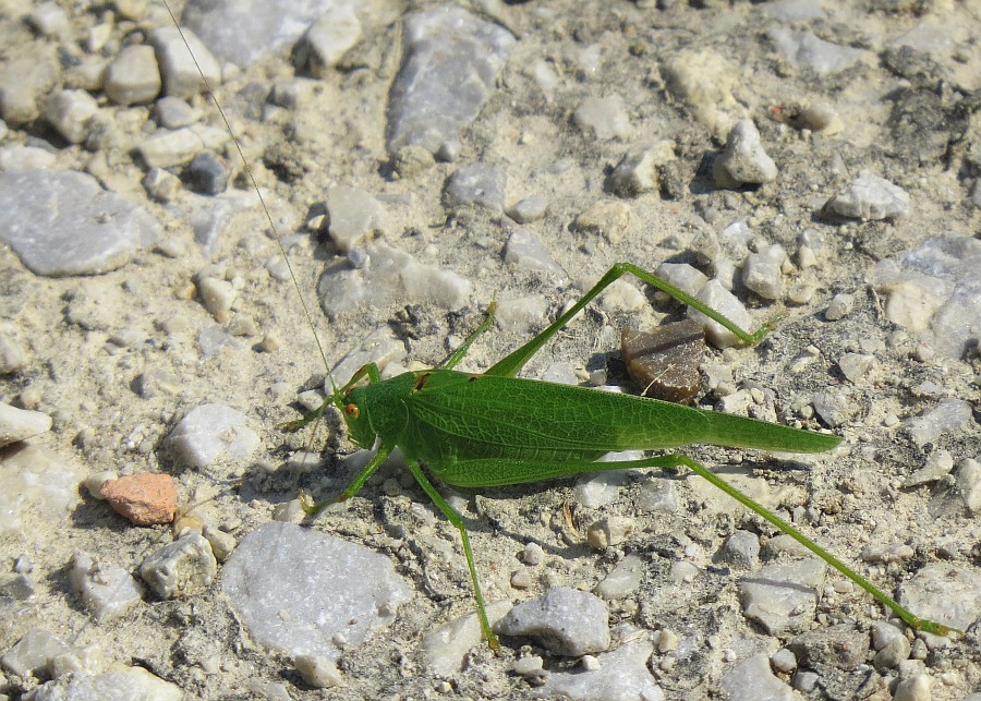 Klikni za ogled večje slike