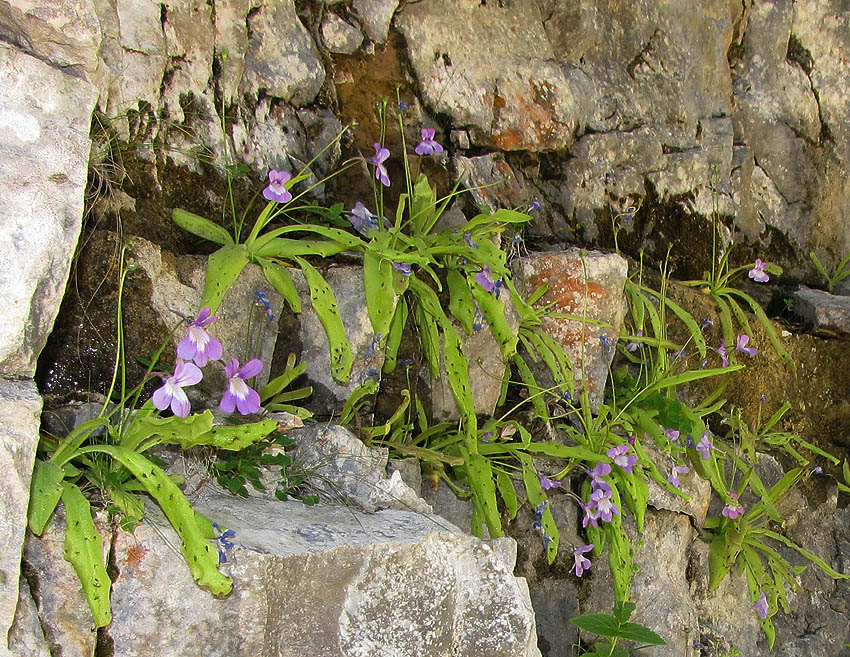 Klikni za ogled večje slike