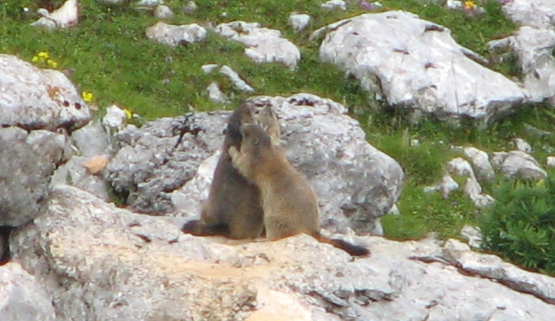 Klikni za ogled večje slike