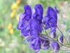 Aconitum degenii paniculatum Mangrt 6.8.24.jpg