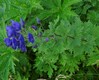 Aconitum degenii paniculatum Mangrt 6.8.24b.jpg