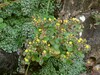 Aichryson villosum Machico 18.4.25d.jpg
