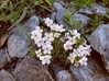 Androsace alpina.jpg