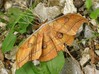 Antheraea yamamai.jpg