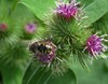 Anthidium septemspinosum Zbilje 9. 7. 25.jpg