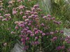 Anthyllis montana subsp. atropurpurea.jpg