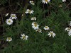 Argyranthemum dissectum Cabo Girao 15.4.25c.jpg