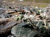 Artemisia genipi.jpg