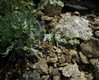 Artemisia genipi2015.JPG