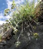 Artemisia glacialis.jpg