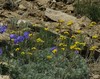 Artemisia glacialis~0.jpg