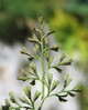 Asplenium fissum1.jpg