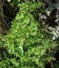 Asplenium fissum2.jpg