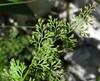 Asplenium fissum3.jpg