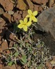 Barleria tetracantha Firmihin Socotra 20.1.24b.jpg