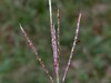 Bothriochloa ischaemum 24.jpg