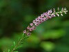 Calluna vulgaris Gradisko jezero 16.8.24.jpg