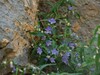 Campanula tommasinii Ucka 24.8.24g.jpg