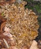 Cantharellus lutescens10.jpg