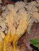 Cantharellus lutescens10a.jpg