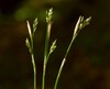 Carex alba Zavrsnica 19.4.24.jpg