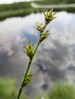 Carex echinata pohorje5.6.18.jpg