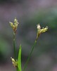 Carex ornithopodaKV24.jpg