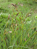 Carex sempervirens.jpg