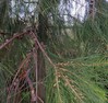 Casuarina equisetifolia2.jpg