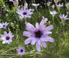 Catananche caerulea.jpg