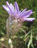 Catananche caerulea2.jpg