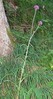 Cirsium heterophyllum.jpg