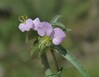 Commelina albescens Homhil Socotra 18.1.24.jpg