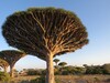 Dracaena cinnabari Firmihin Socotra 20.1.24.jpg