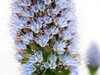 Ime datoteke: Echium nervosum Porto Moniz 17.4.25.jpg
Velikost datoteke: 443kB
Dimenzija: 1100x825
Datum objave: May 02, 2025 Echium nervosum Porto Moniz 17.4.25.jpg