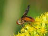 Ectophasia crassipennis2.jpg
