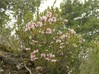 Erica multiflora2.jpg