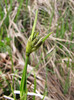 Eriophorum latifolium pop.jpg