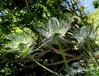 Eryngium alpinum2.jpg