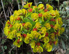 Euphorbia myrsinites galicnik.jpg