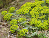 Euphorbia myrsinites2g.jpg